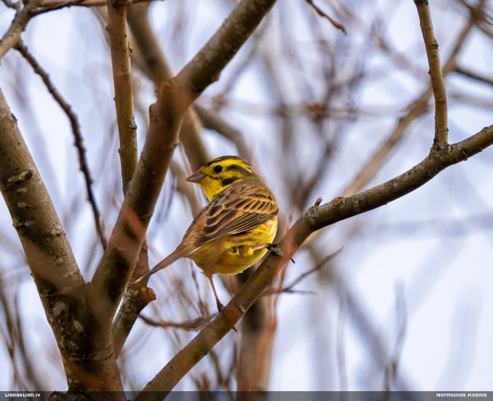 обыкновенная овсянка