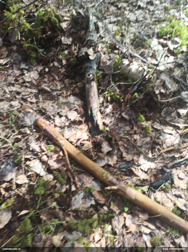 Zilzaļā hlorociborija