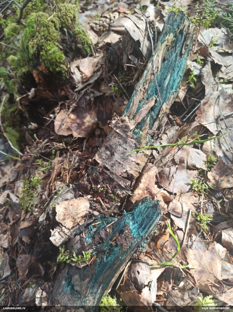 Zilzaļā hlorociborija