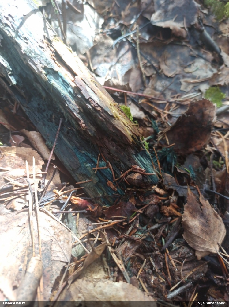 Zilzaļā hlorociborija