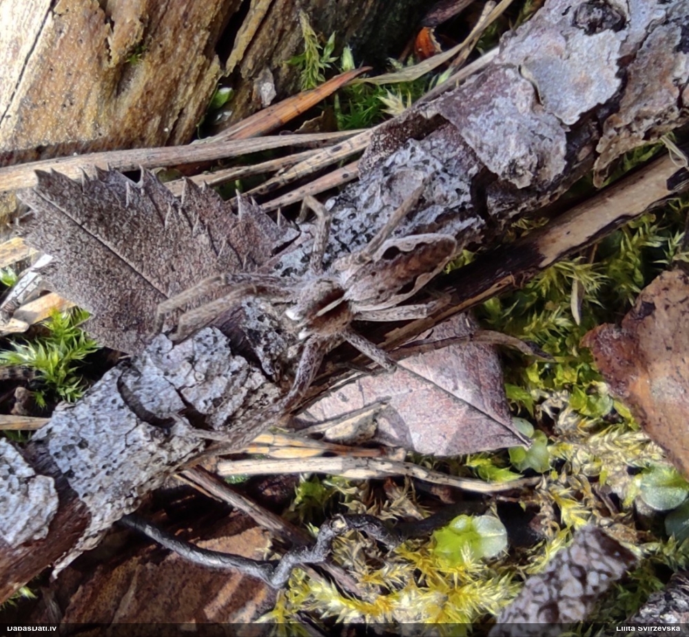 Dižzirneklis Pisaura mirabilis