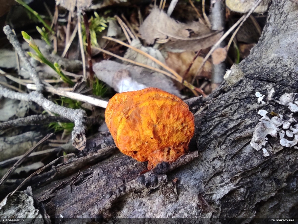 Parastā cinobrpiepe