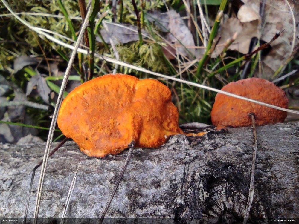 Parastā cinobrpiepe