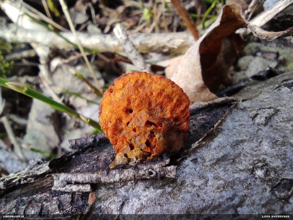 Parastā cinobrpiepe