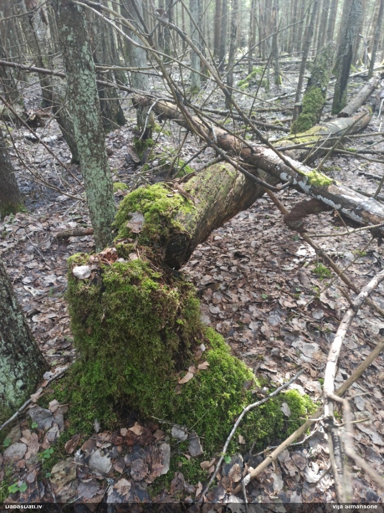 Koksnes vilkpienaine