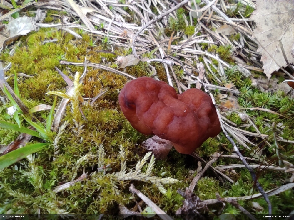 обыкновенный строчок