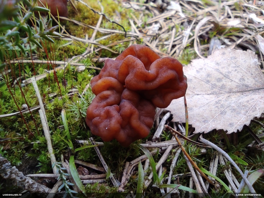 обыкновенный строчок