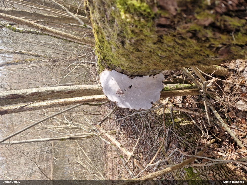 Parastā plakanpiepe