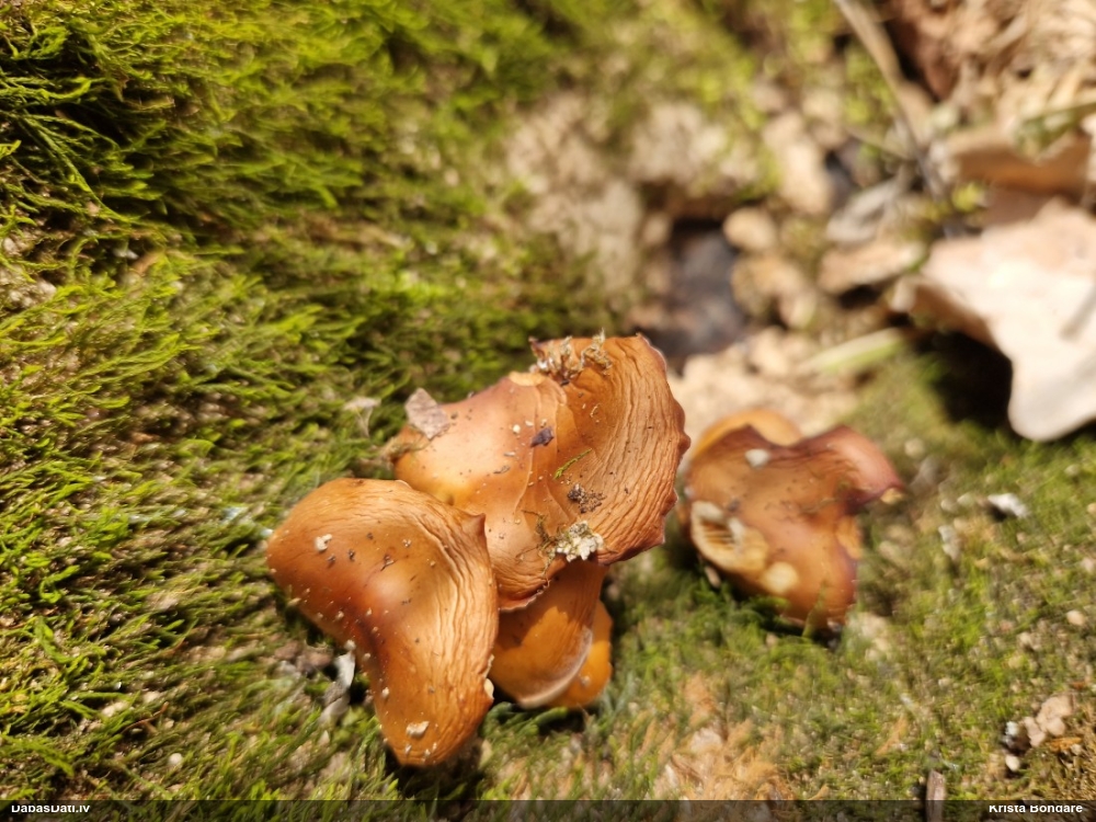 Samtainā ziemene (ziemas celmene)