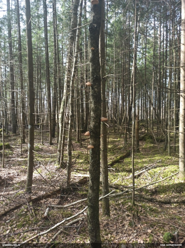 березовый Трутовик