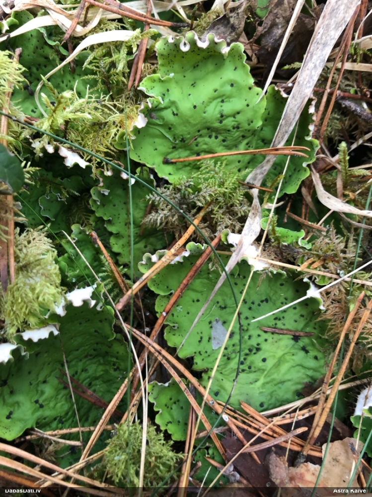 Kārpainā peltīgera