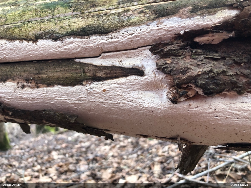 Viļņainā antrodija