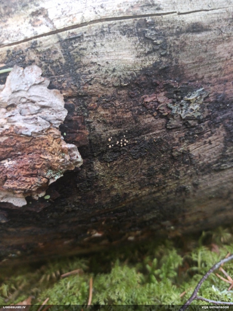 Komatrihija (nenoteikta)