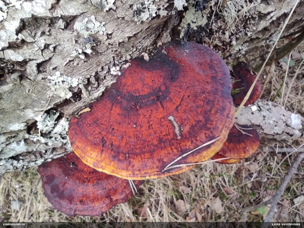 Parastā labirintpiepe