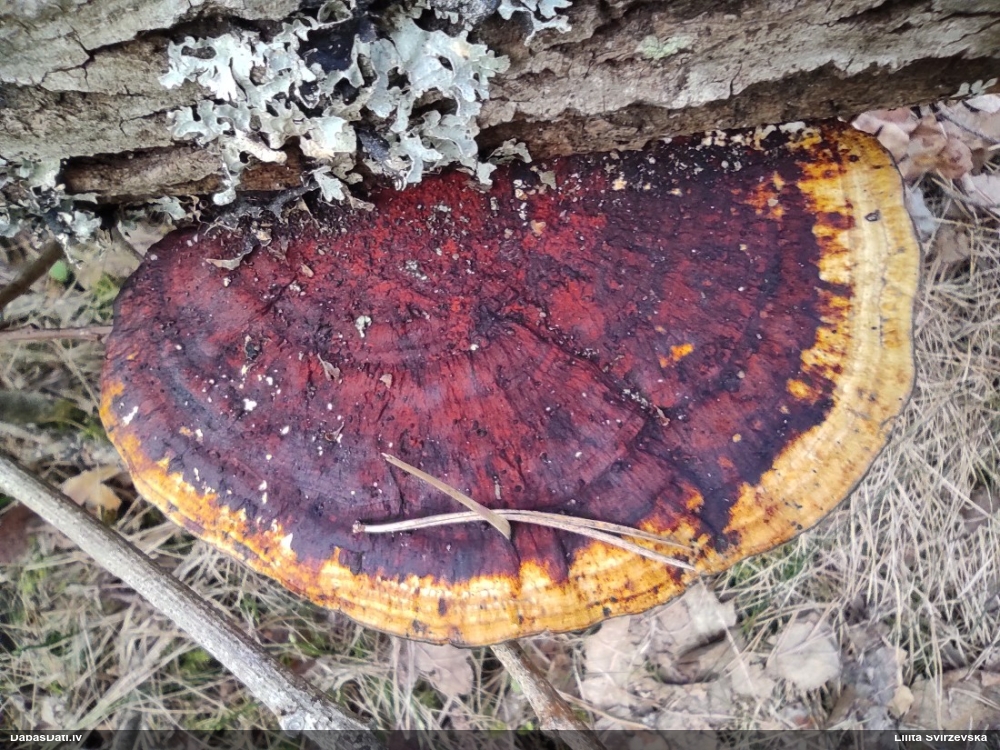 Parastā labirintpiepe