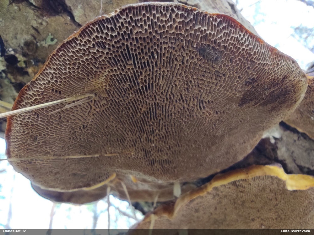 Parastā labirintpiepe