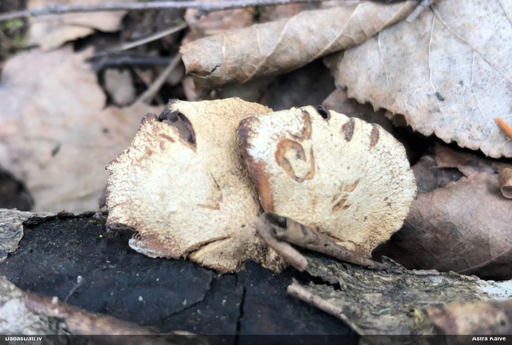 Sūrā pundurkamolene