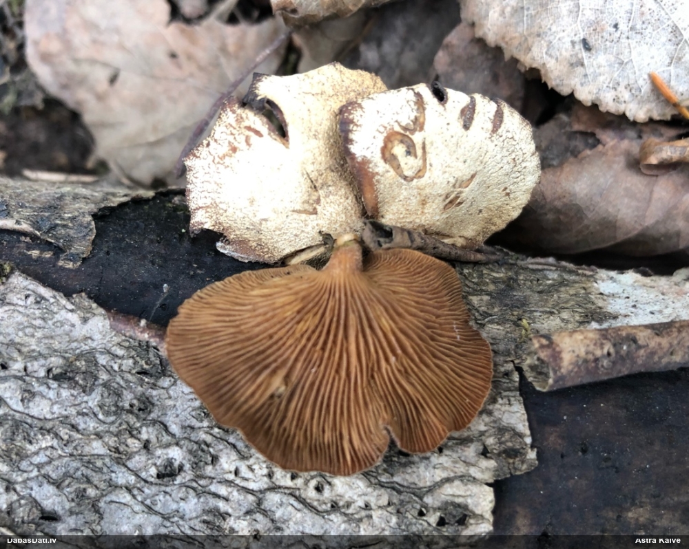 Sūrā pundurkamolene