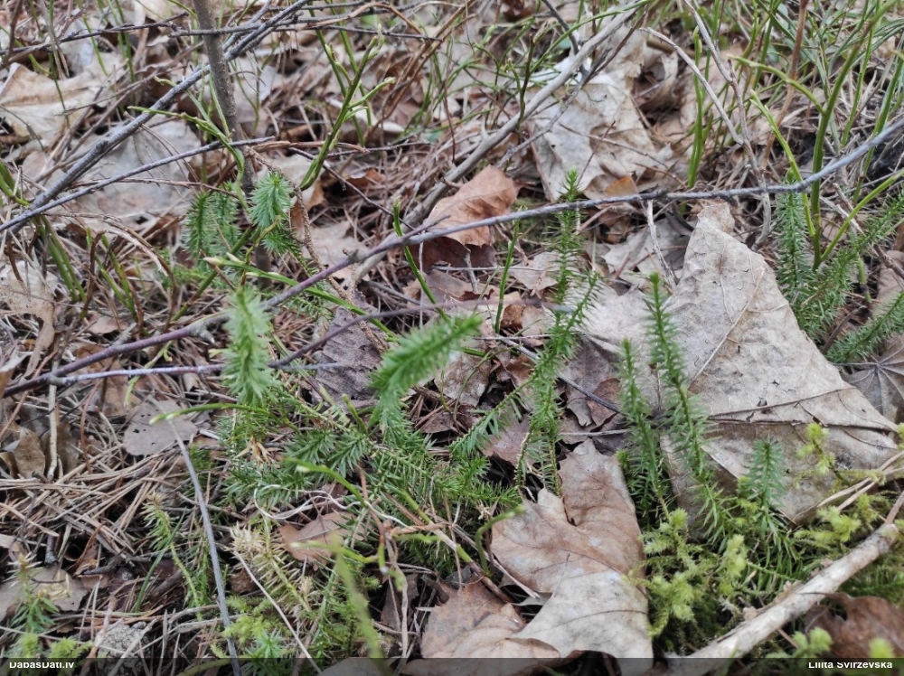 плаун годичный