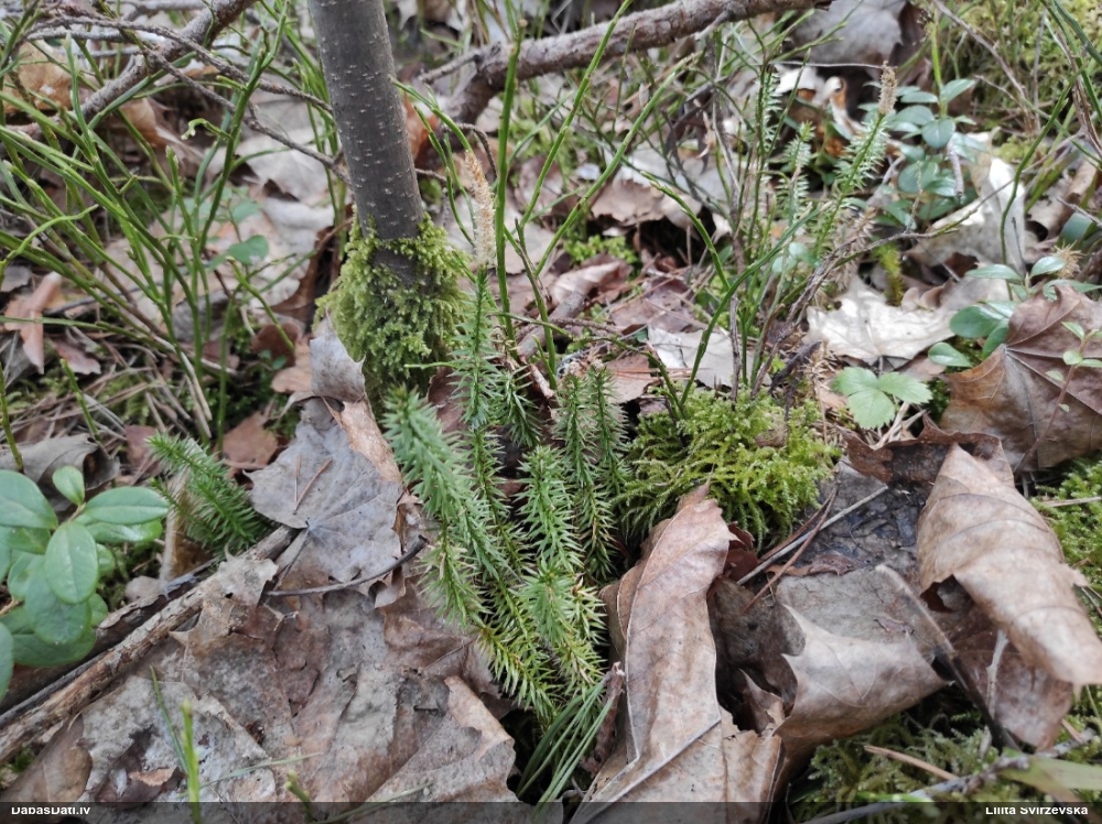 плаун годичный