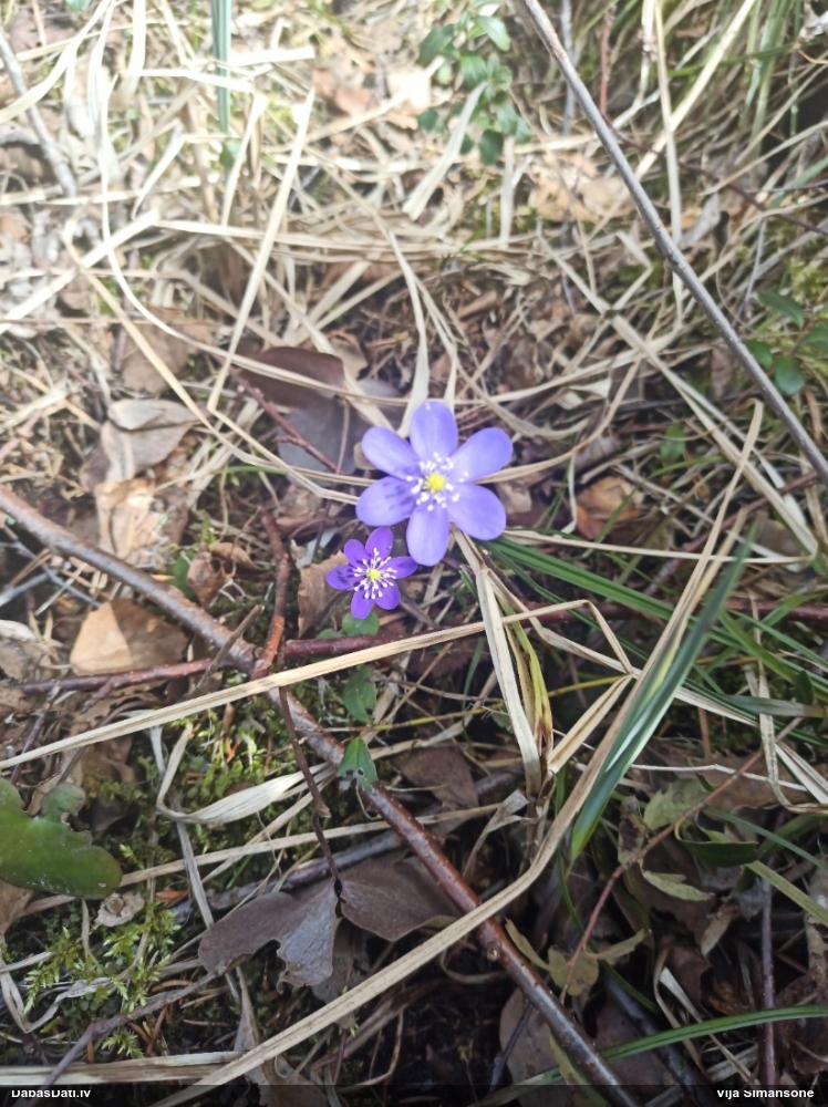 печеночница обыкновенная