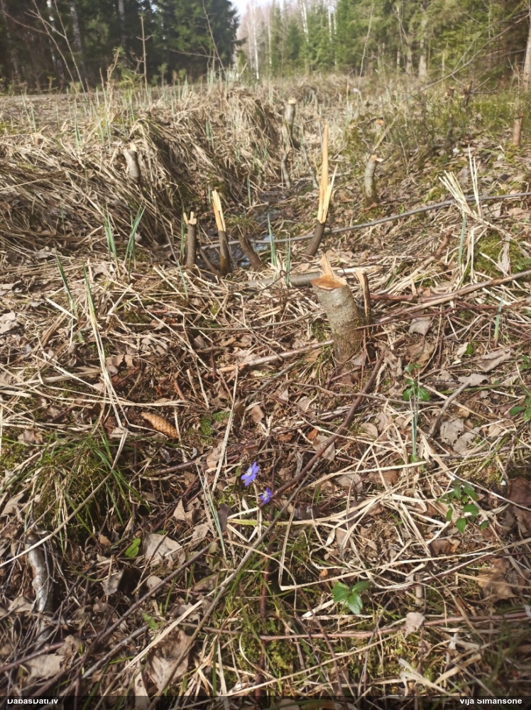 печеночница обыкновенная