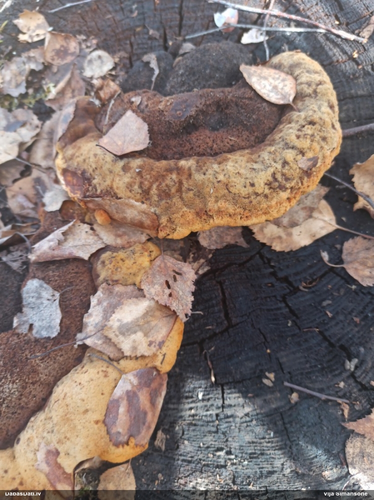 Smaržīgā sētaspiepe