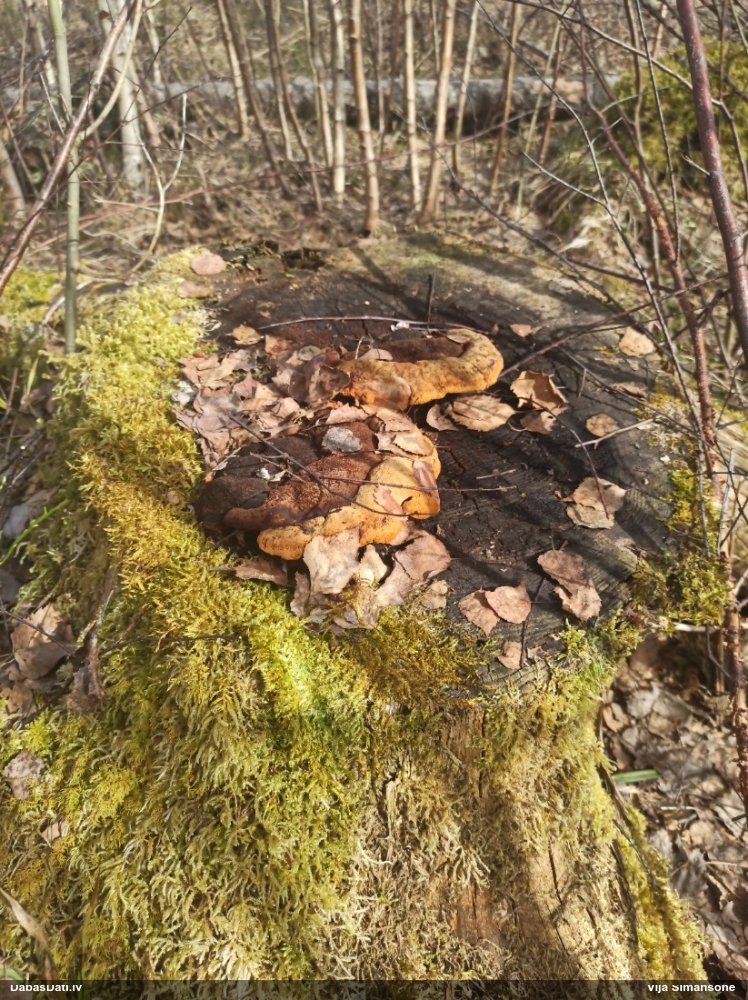 Smaržīgā sētaspiepe