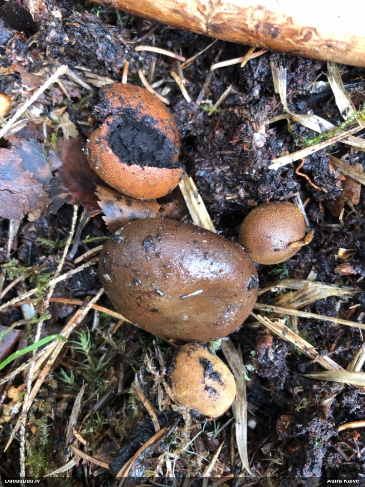 Skarbā briežtrifele