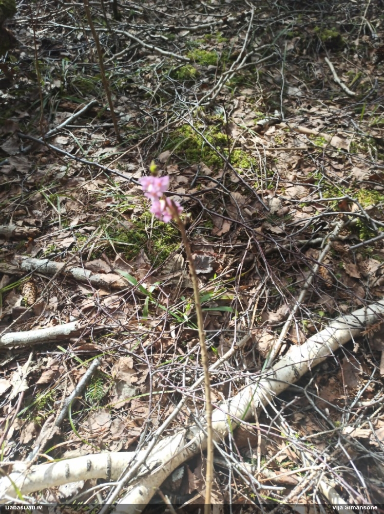волчеягодник обыкновенный