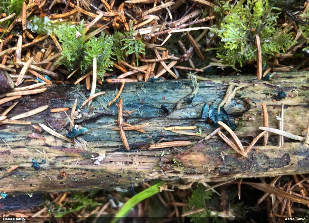 Zilzaļā hlorociborija