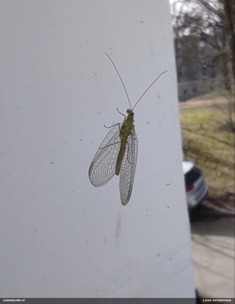 Zeltactiņa (nenoteikta)