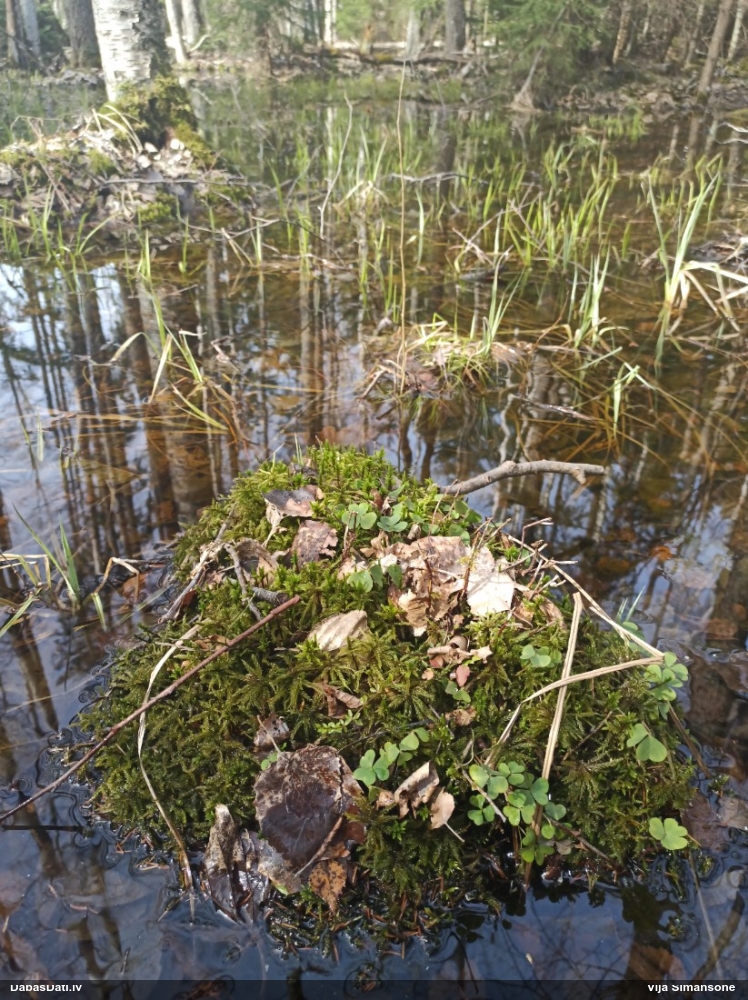 Parastā kociņsūna