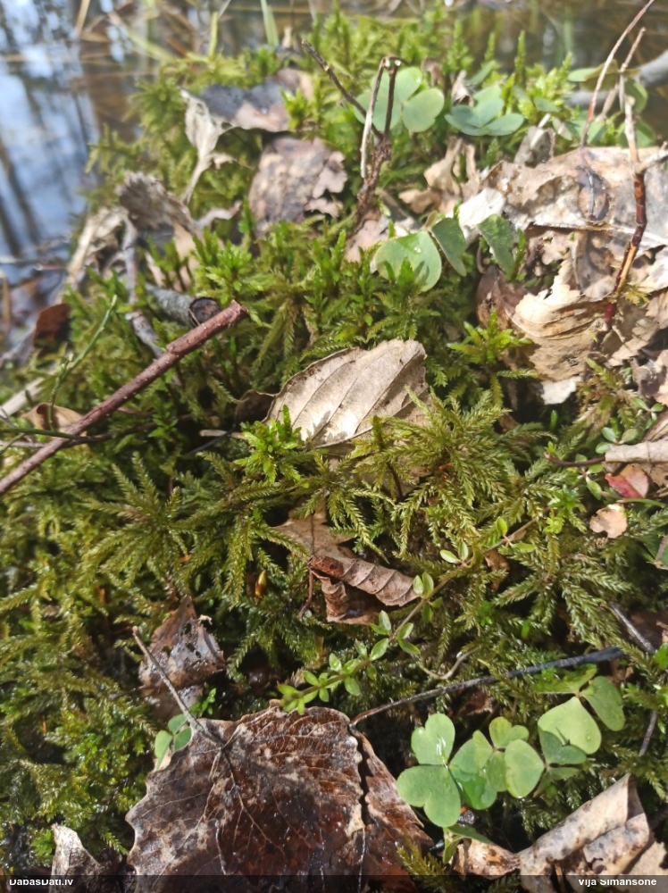 Parastā kociņsūna