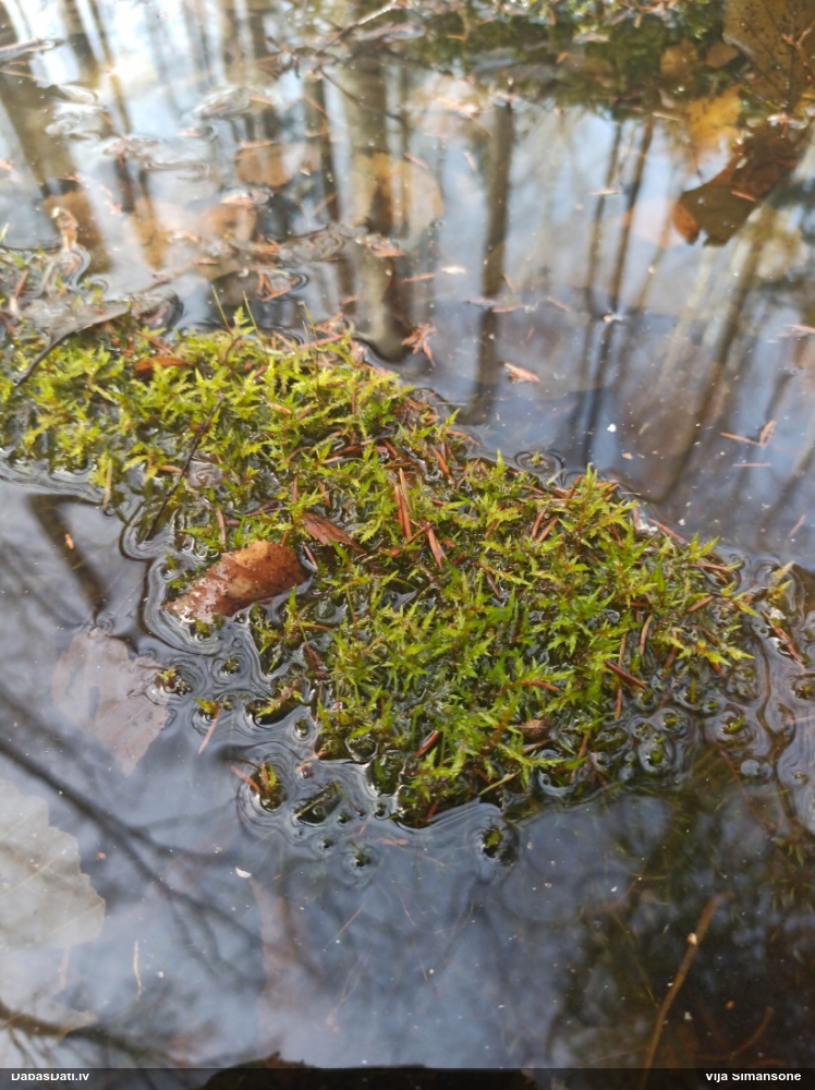 Parastā smailzarīte