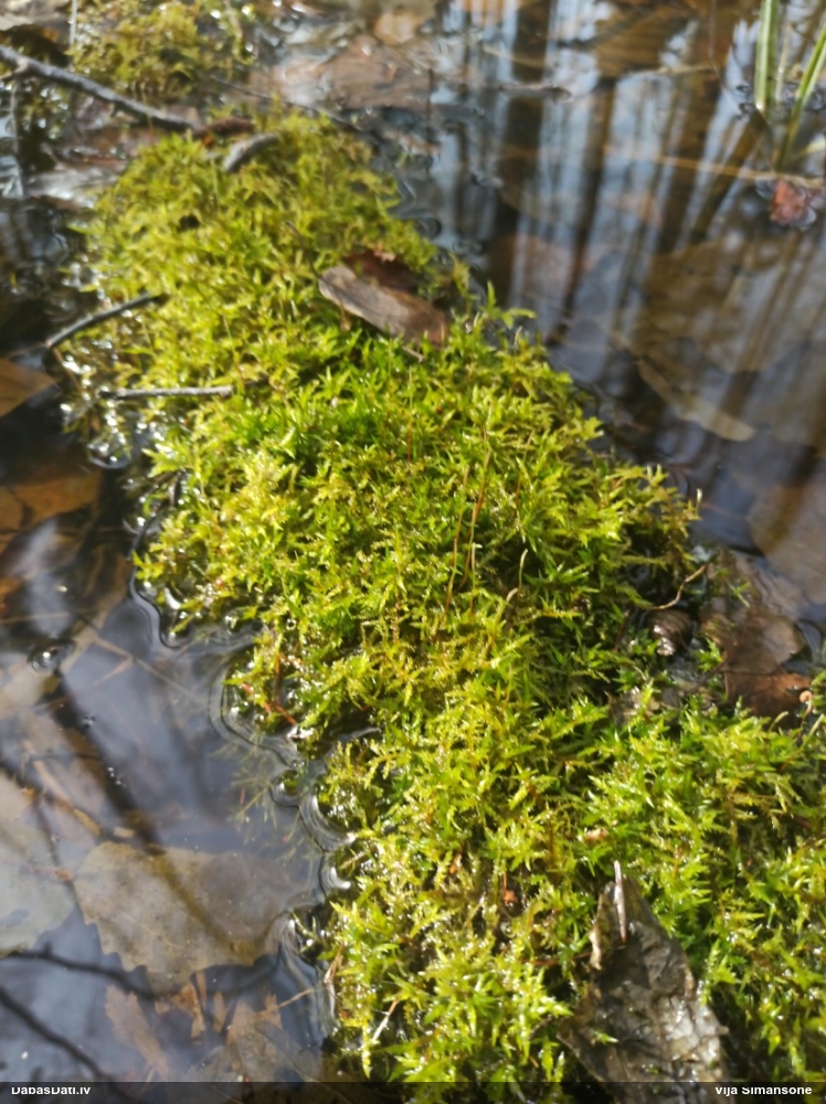 Parastā smailzarīte