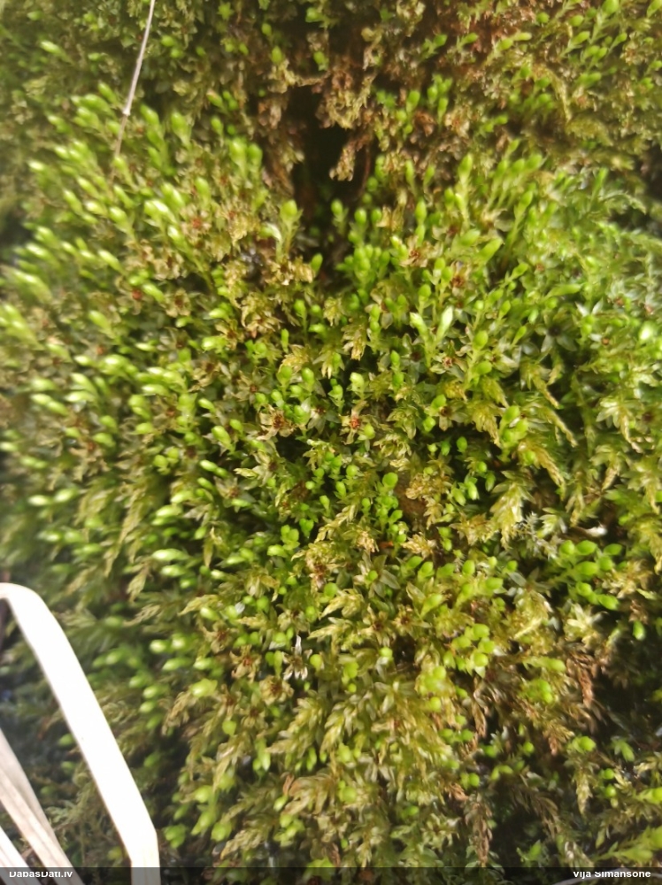 Viengada skrajlapīte