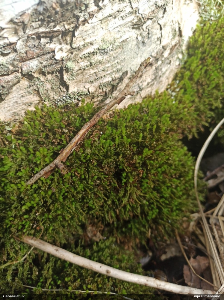 Viengada skrajlapīte