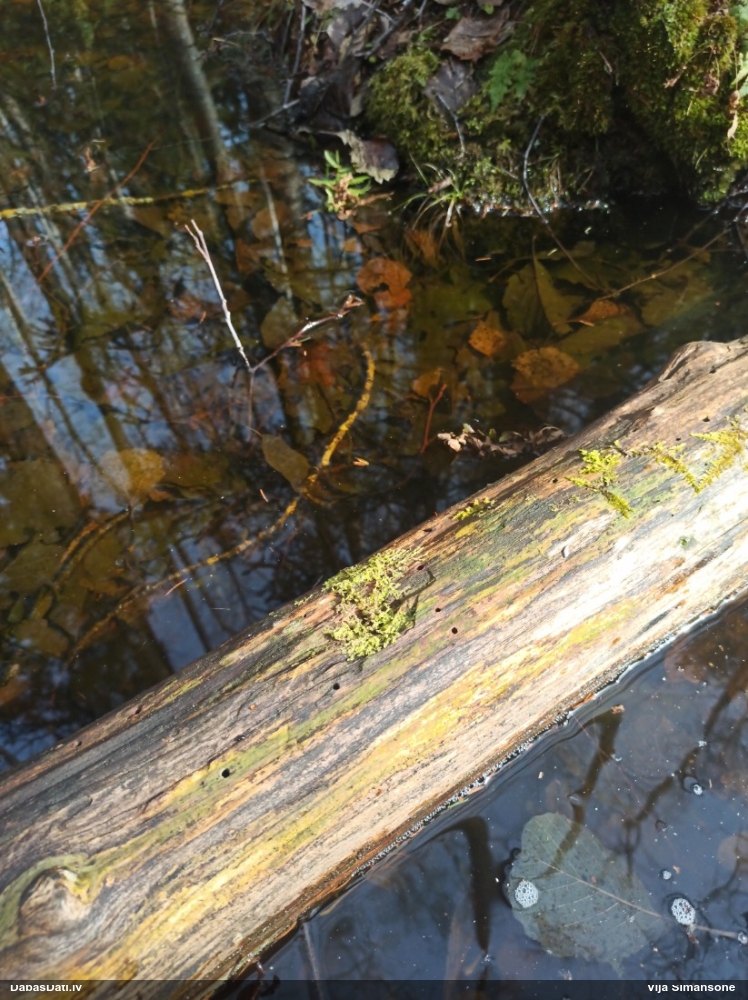 Dažādlapu sekstīte