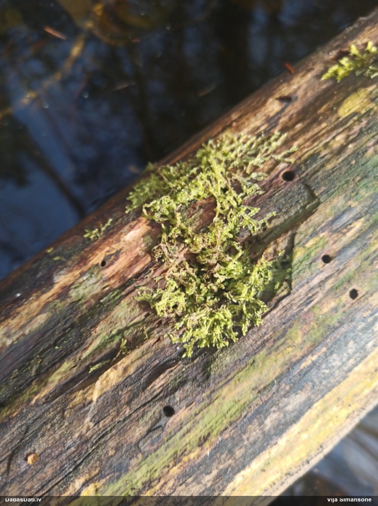 Dažādlapu sekstīte