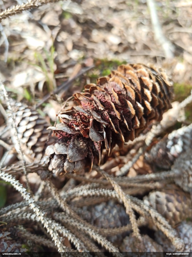 Egļu čiekuru rūsa