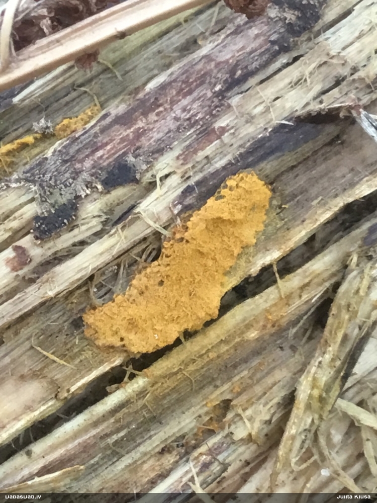 Nolīdzinātā oligonēma