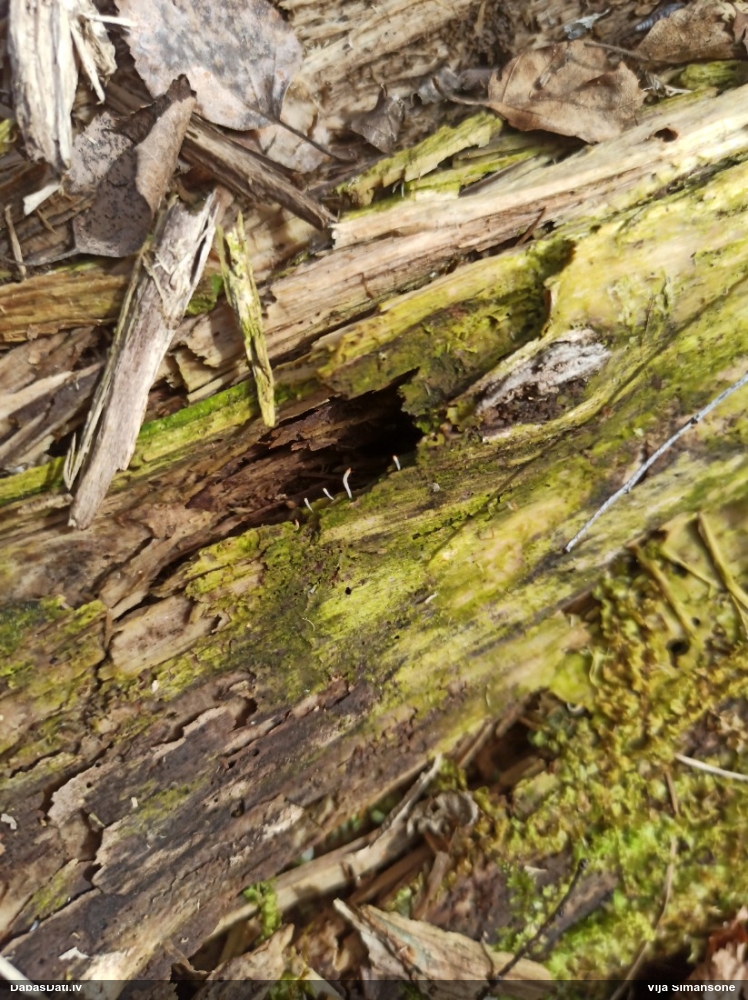 Gļotainā daudzvālīte