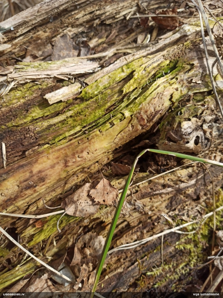 Gļotainā daudzvālīte