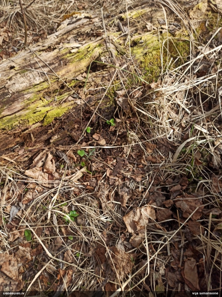 Gļotainā daudzvālīte