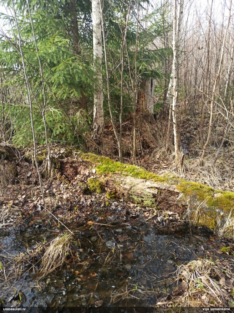 Krāterformas trihija