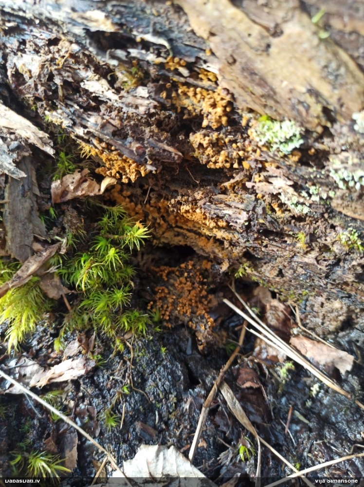 Krāterformas trihija