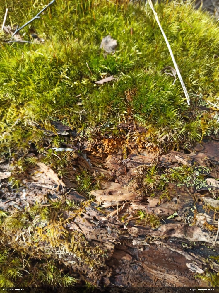 Krāterformas trihija