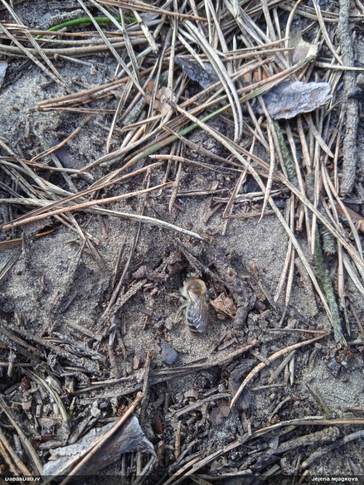 Zīdbite Colletes cunicularius
