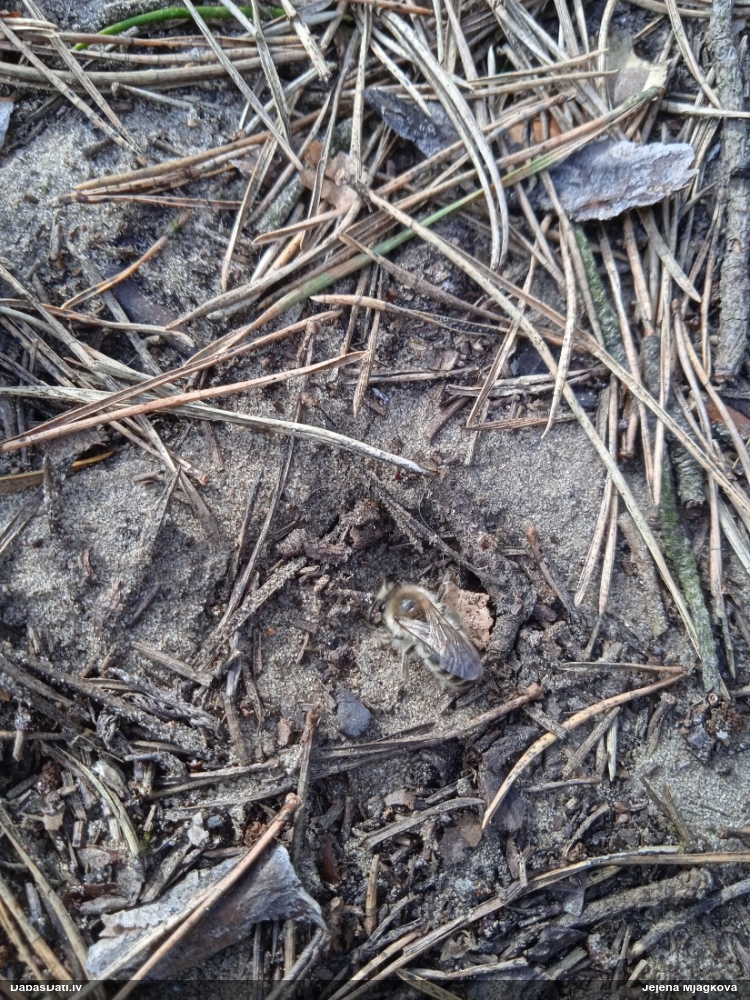 Zīdbite Colletes cunicularius